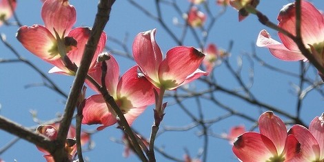 Der Frühling kommt – viel zu früh