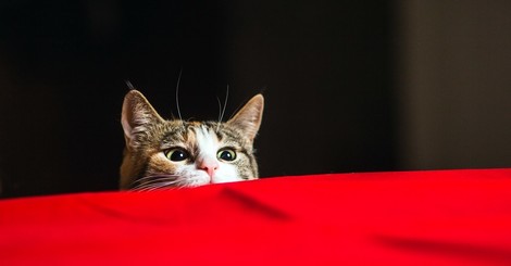 Warum wir Katzen für Psychopaten halten