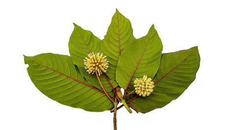 Die Blätter des Kratom-Baums: Kein Wundermittel, aber gefährlich