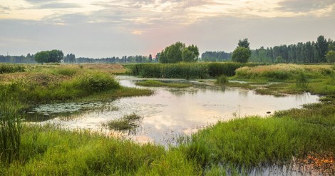 Warum Tümpel kritische Infrastruktur sind