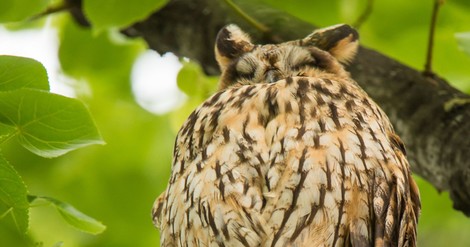 Auch Vögel schlafen. Doch warum eigentlich?