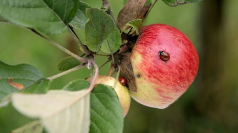 Insekten - die besseren Schädlingsbekämpfer?