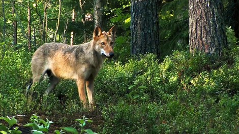 Die Natur kehrt zurück - Renaturierung in Europa