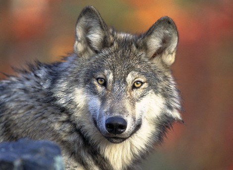 Der böse Wolf und die Medien