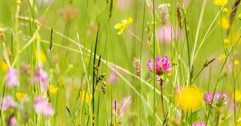 Gesucht sind Wörter, die Interesse an Natur wecken, statt die Distanz zu ihr zu verstärken 