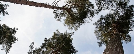 Opfer des Klimawandels: Der deutsche Wald