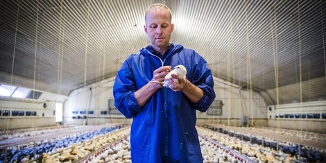 Die Absurdität des Superhuhn Ross 308