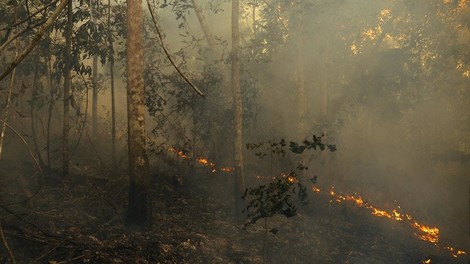 Was du über die Regenwald-Brände (wahrscheinlich) noch nicht wusstest