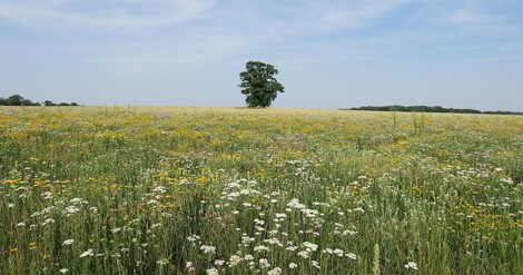 Nur weil die Wiese bunt ist, nützt sie nicht automatisch der Artenvielfalt