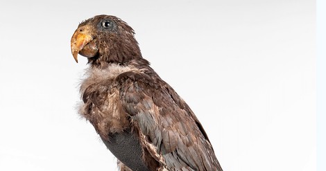 Alexander von Humboldt hatte einen Vogel