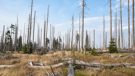 Gesucht: Der Baum der Zukunft