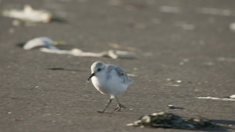 Wo sind all die Vögel hin? 