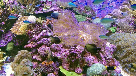 Korallensterben - Rettung am Great Barrier Reef