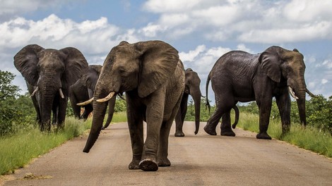 Warum man in Botswana wieder Elefanten jagen will