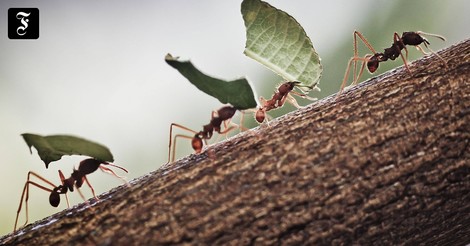 Wie die Ameisen – Plädoyer für eine Kreislaufwirtschaft