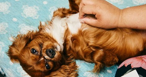 Amerikas Reiche sind auf den Hund gekommen  