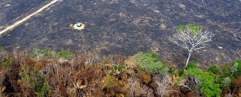 Warum der Amazonas lichter brennt denn je? — Weil wir gerne Rinder essen.