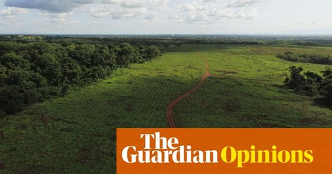 Mehr Wald auf der Welt - aber Klimawirkung begrenzt