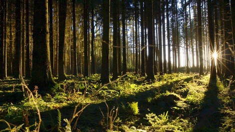 Unsere Wälder - Die Sprache der Bäume