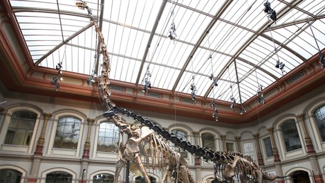 Raubkunst, Dinoknochen und Leichen im Keller deutscher Museen: Die Debatte um die Restitution