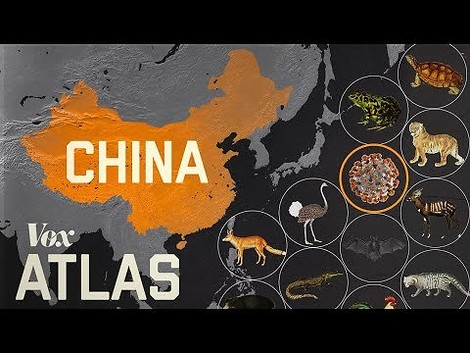 Warum entstehen neue Epidemien ausgerechnet in China? Ein Erklärvideo