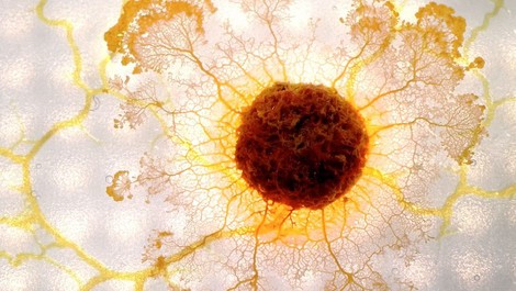Der Blob - Schleimiger Superorganismus