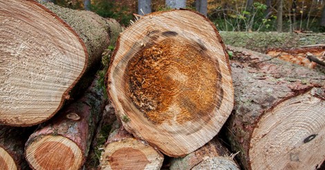 Wald: Mehr Natur wagen