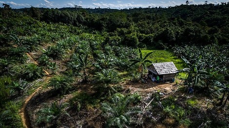 Fool me once ... - Indonesien streicht Geld für Waldschutz ein