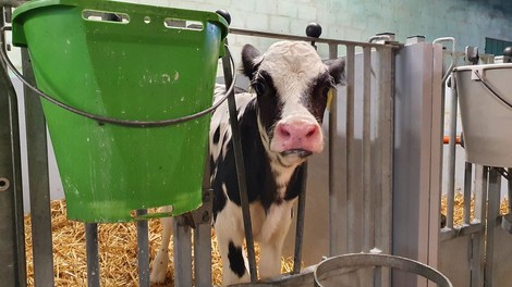 Wegwerftiere – die Schattenseite der Milchwirtschaft