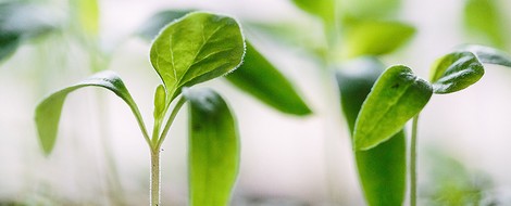 Biologisch abbaubarer Kunststoff - endlich machbar? 