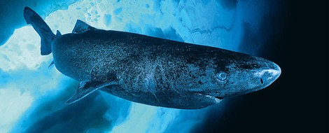 Tiere, die man kennen sollte: der Grönlandhai
