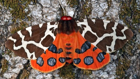 Die Gründe des Insektensterbens