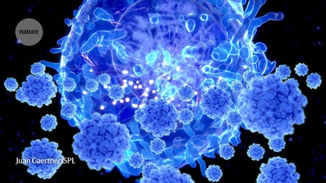 Retter gegen Corona-Mutationen: die T-Zellen! 