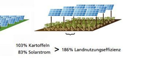 Ernten unter Solarpanels: Agriphotovoltaik