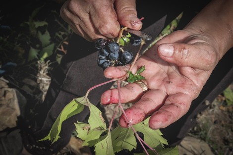 Italienische Landarbeiterinnen begehren auf 