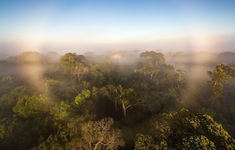 Verschlimmert der Amazonas-Regenwald heute schon die Klimakrise?