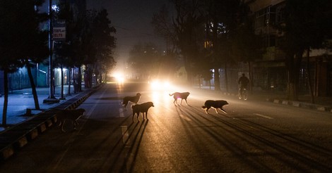 Kabuls Hunde und wofür sie metaphorisch stehen