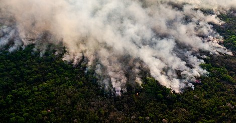 Die Abholzung tropischer Wälder nimmt zu – trotz Corona