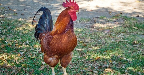 Vogelgrippe H10N3 bei Menschen – 41-Jähriger kommt ins Krankenhaus