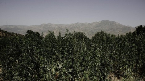Die Ausbeutung beim Cannabis-Anbau in Marokko