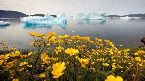 Alarm! 23,4 Grad – neuer Temperaturrekord in Nordostgrönland 