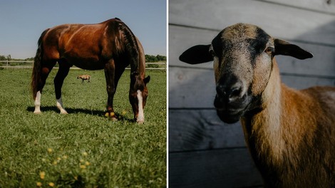 Über ein Schaf, das beschloss, ein Pferd zu sein (ja, ernsthaft)