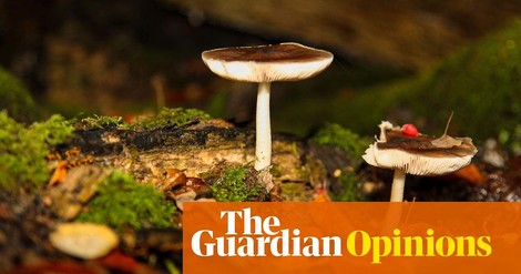 Massiv unterschätzt beim Klimaschutz: Pilze