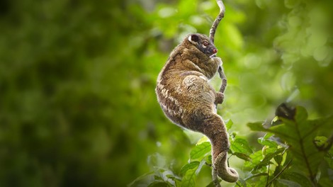 Warum die Natur auf der Flucht ist