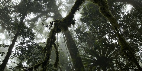 Erfolgreiche Klimaklage: Indigene gewinnen gegen Palmölkonzerne