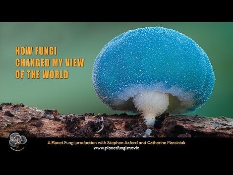 Pilze – eine ziemlich unbekannte Lebensform