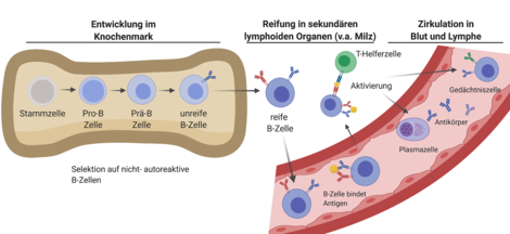 B-Zellen, Plasmazellen, Gedächtniszellen, Antikörper