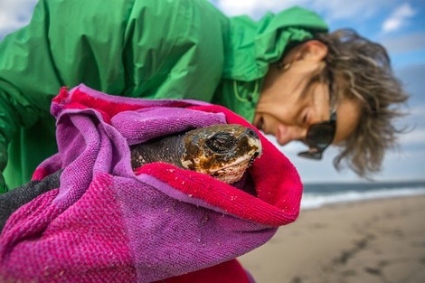 Warum Schildkröten fliegen