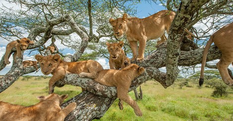 Warum manche Löwen auf Bäume klettern und andere nicht