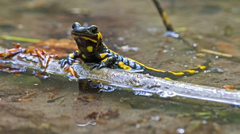 Massentod mit Ansage: Das Sterben der Amphibien 